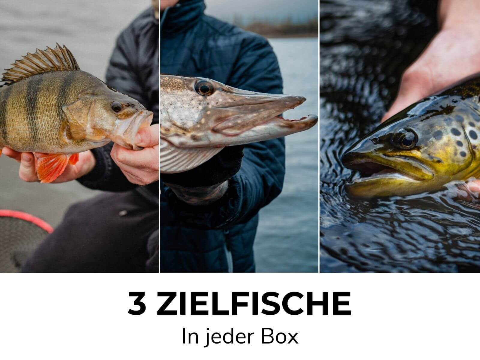 Mystery Box - Image 4