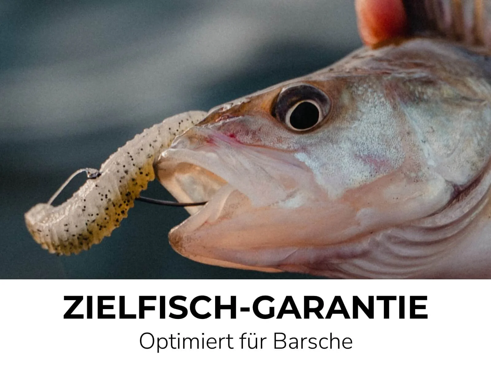 PHOX (8 Stück) - Barsch Gummiköder - Image 10
