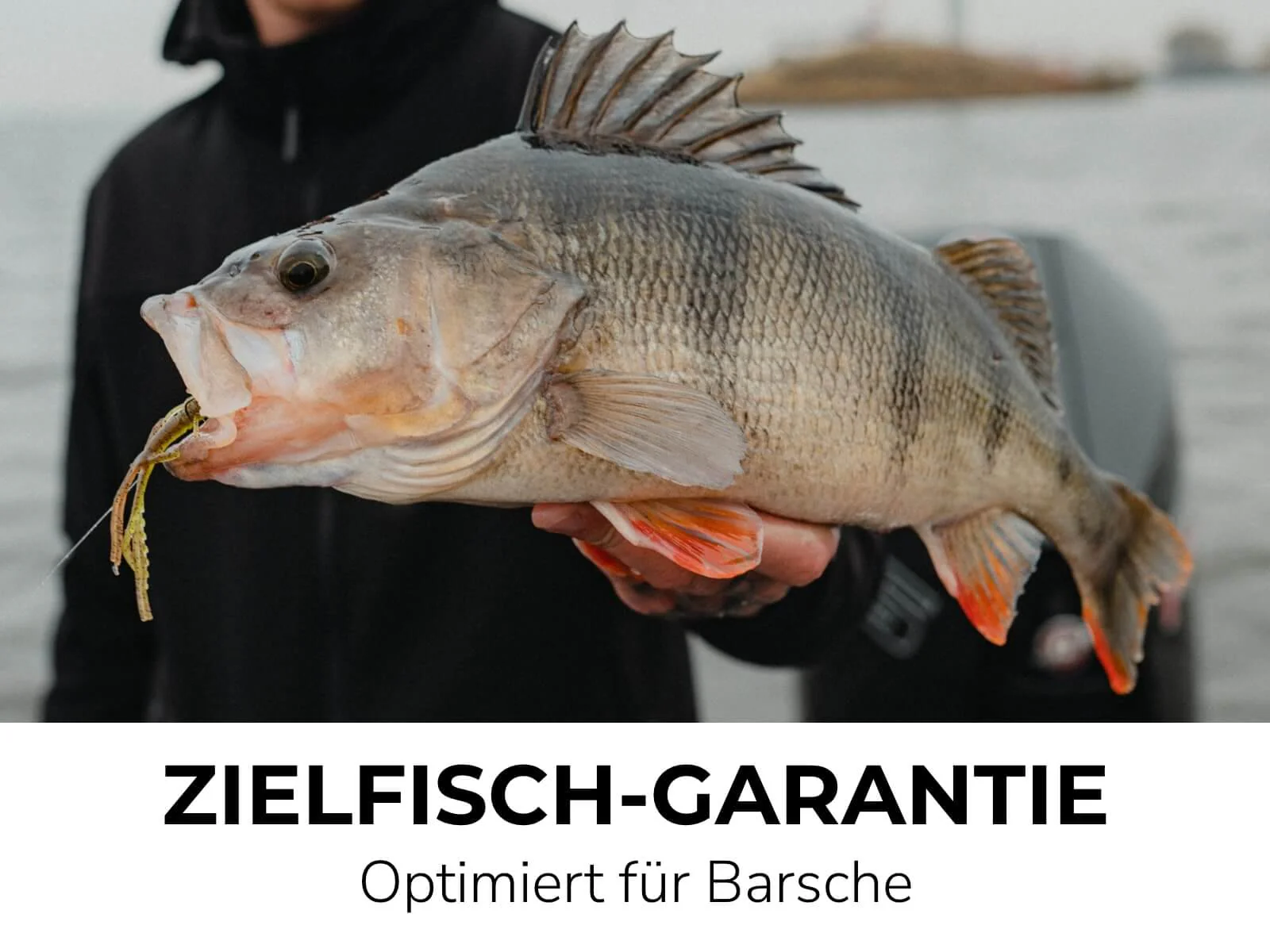 ASTA (8 Stück) - Barsch Gummiköder - Image 25